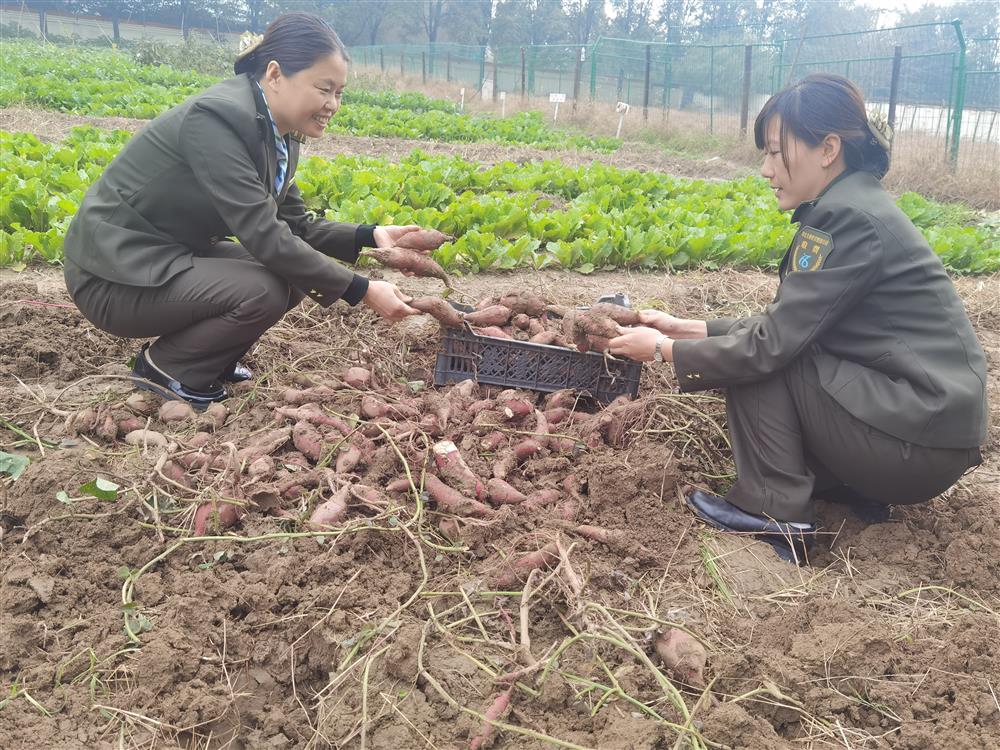 南和站班组责任田里的红薯大丰收，班组成员利用班后时间挖红薯，享受劳动带来的快乐和丰收的喜悦。    