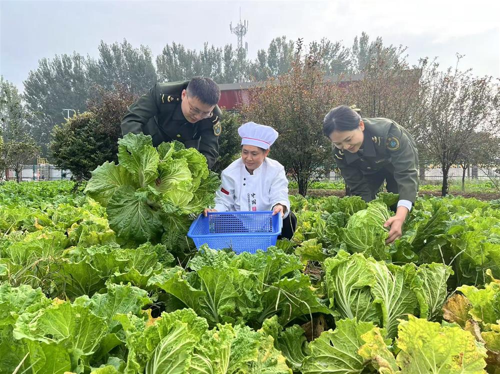 深秋时节，威县收费站院落种植的大白菜喜获丰收，职工工作之余快乐采摘。