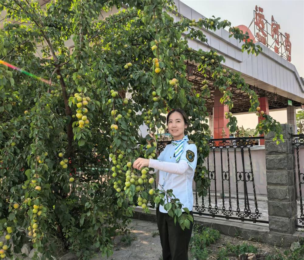 运河西收费站种植的杏成熟了。图为职工利用休息时间进行采摘，丰富职工的餐后水果。