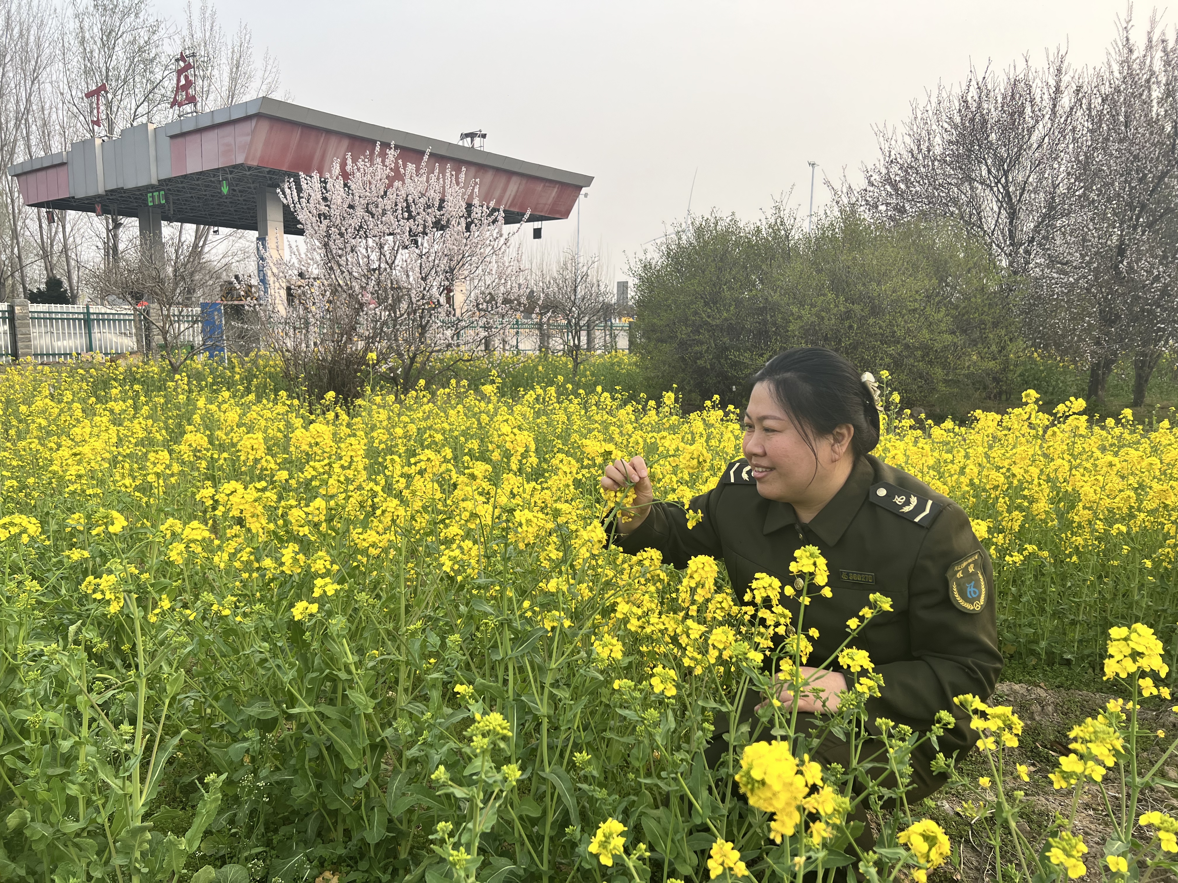 油菜花开满庭芳