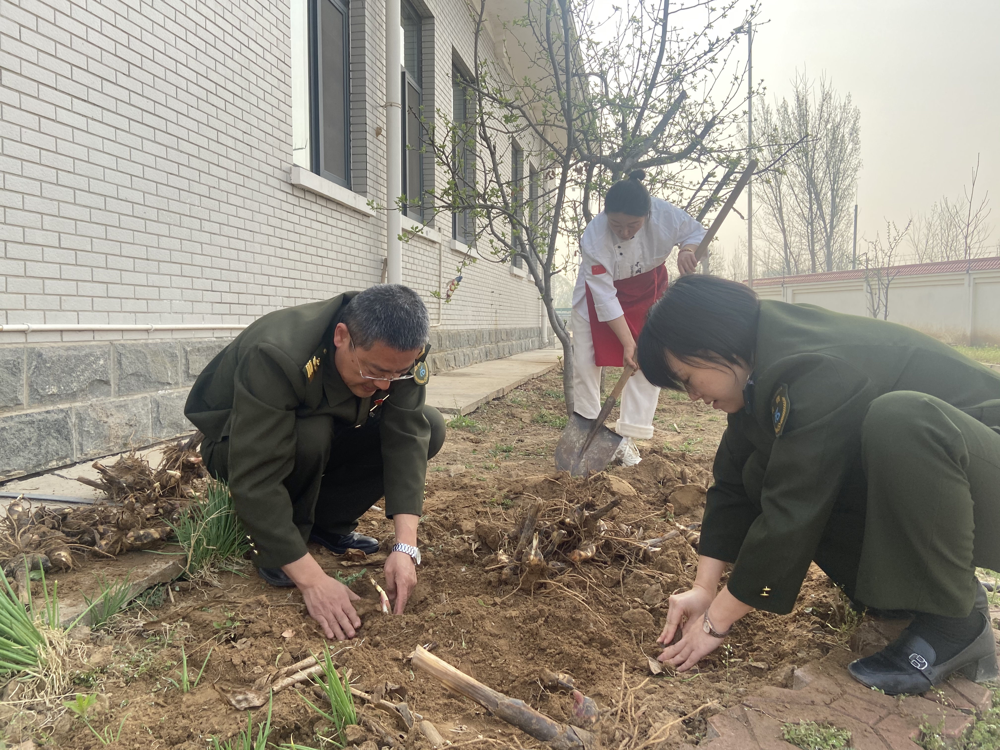 春种美人蕉 静待花满庭